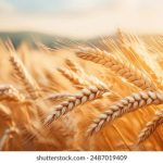 捕鱼大作战游戏中心:与好友同乐,争夺海底财富 8uxo6x2hi0