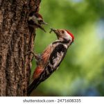 必博开户指南:新手玩家必备的注册技巧与注意事项 951hfo