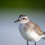 幸运彩票网址是多少?揭开中奖背后的神秘面纱 fwf5psmp