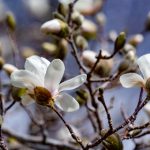 探秘凤凰赌博:历史渊源与现代玩法的结合 k34tn76